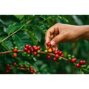 สารกาแฟดิบ Green Beans