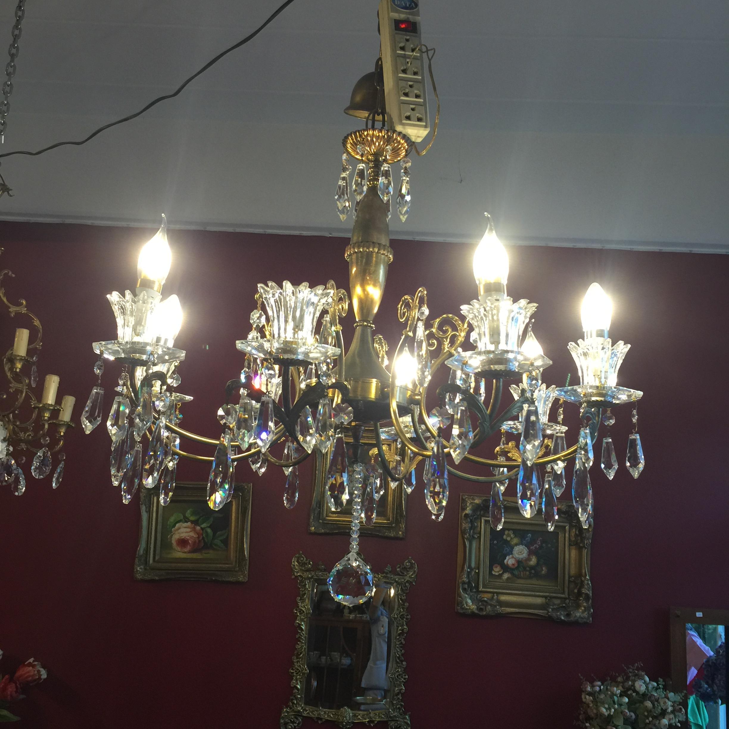 แซนเดอเรียทองเหลือง8 ช่อ