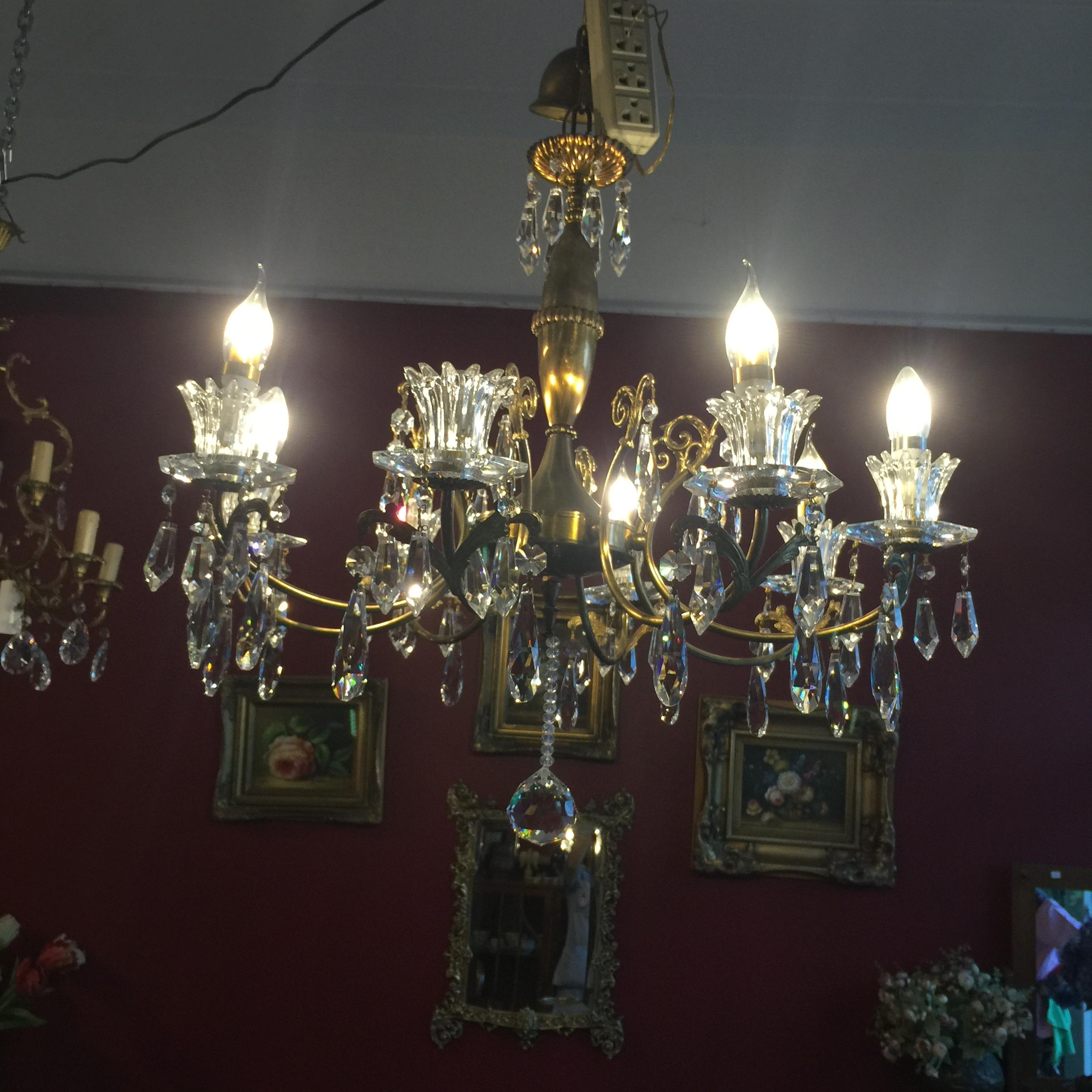 แซนเดอเรียทองเหลือง8 ช่อ