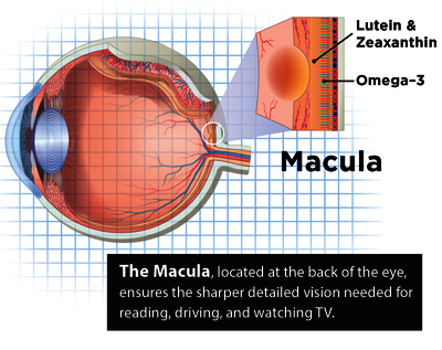 Ocuvite Adult 50+ 150 softgels จาก Bausch + Lomb วิตามินบำรุงตาสำหรับผู้ใหญ่อายุ 50 ปีขึ้นไป หมดอายุ 05/2026