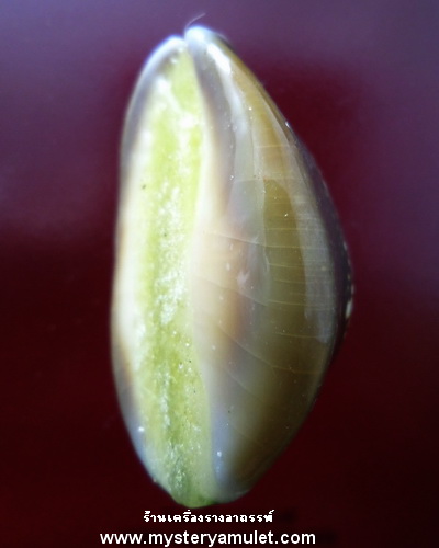 เบี้ยแก้ เสาร์ 5 หลวงพ่อเมียน วัดจะเนียงวนาราม จ.บุรีรัมย์