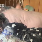 สาวจีนกะเลี้ยงหมูจิ๋ว Micro Pig ที่มีขนาดกะทัดรัด สุดท้ายกลายเป็นหมูยักษ์หนัก 150 กิโล