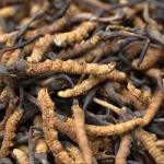Episode 4: treatment Cordyceps.